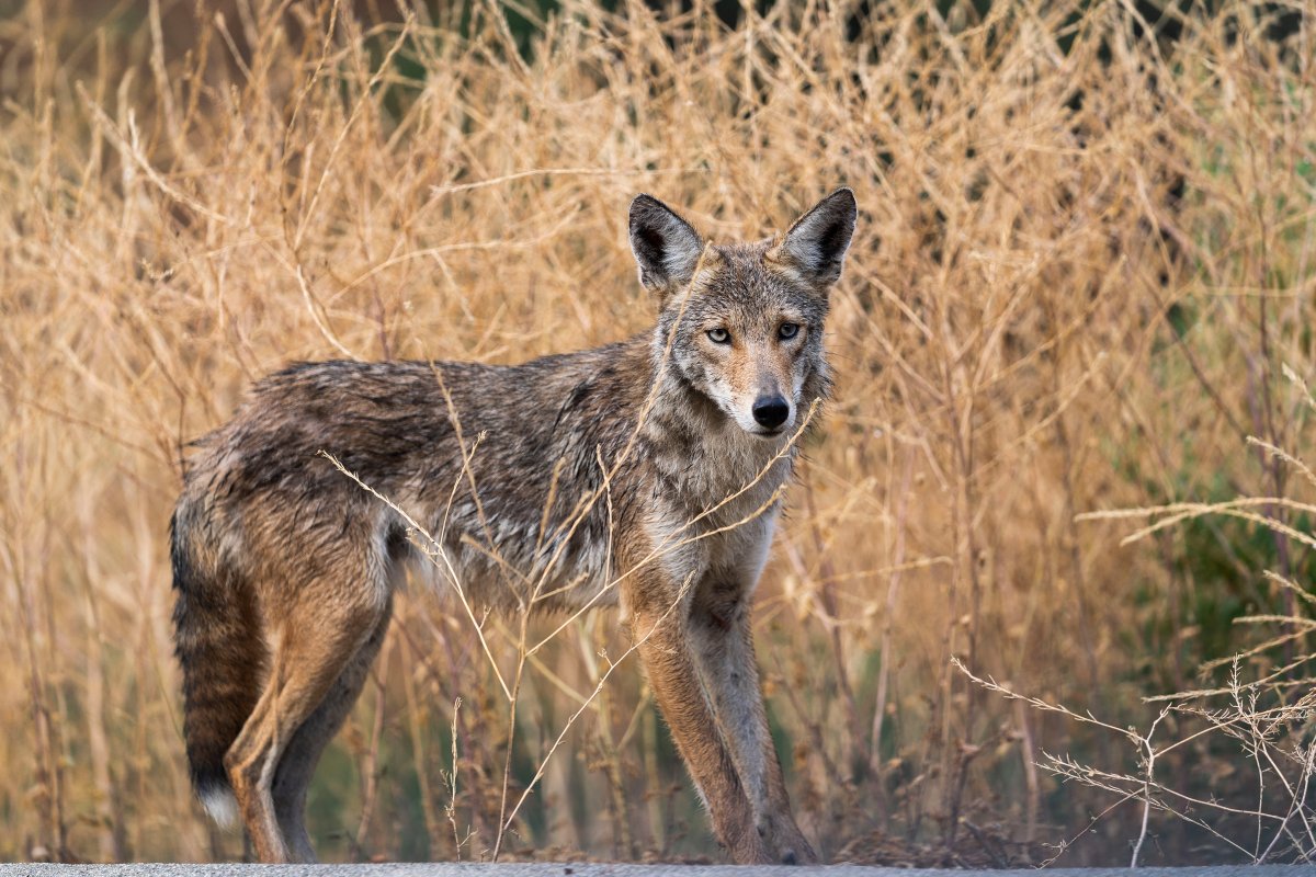 Authortities in Halton Region are investigating two recent coyote attacks on people in south-central Burlington.
