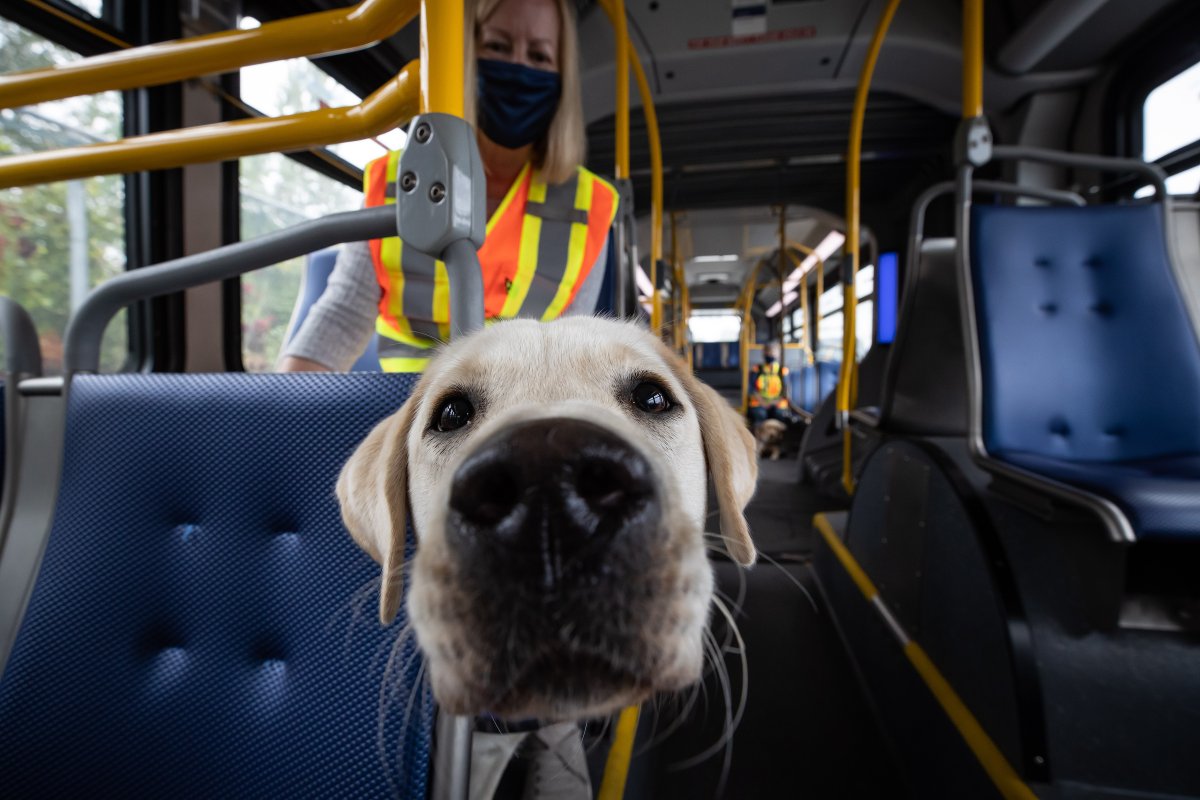Current London Transit rules only allow for service animals on buses, but local resident AnnaMaria Valastro says accommodation is needed for pet owners who rely on public transit.