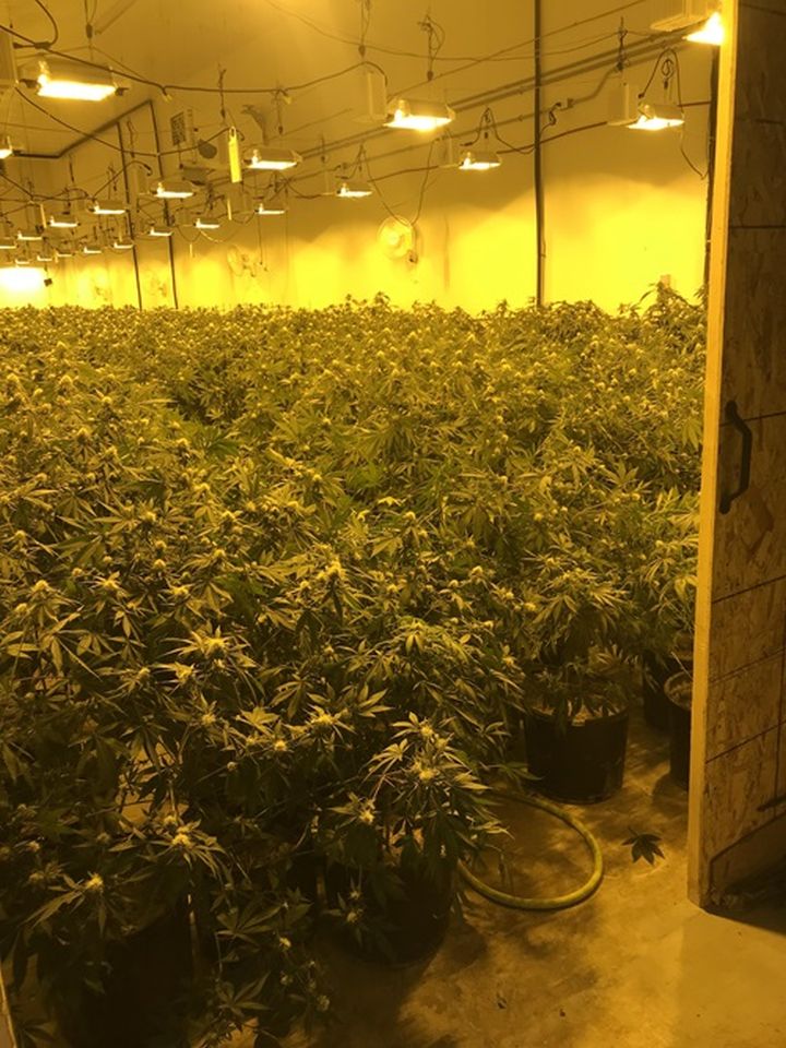 Edmonton police seize $3.3M of cannabis from allegedly unlicensed ...