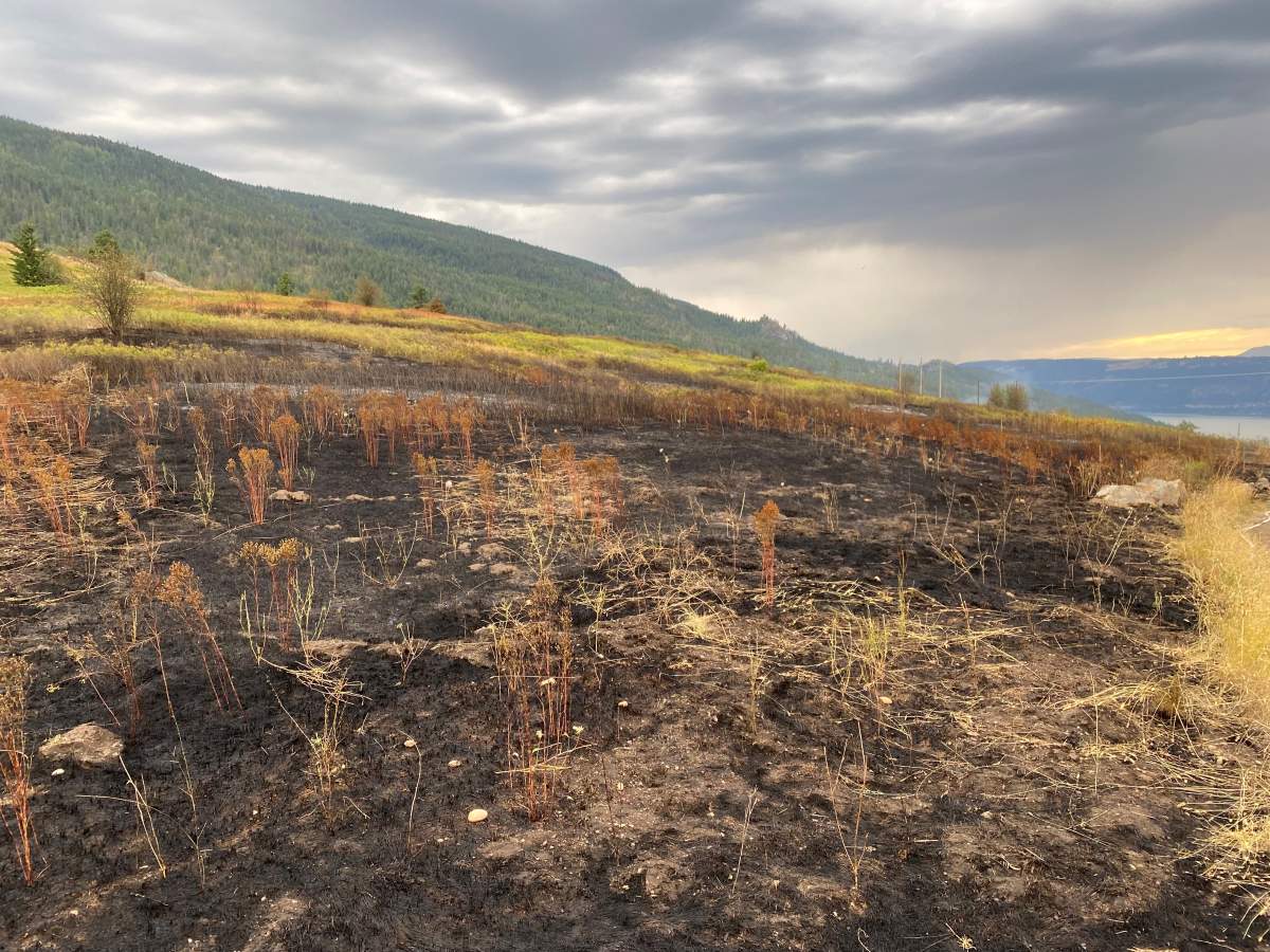 The Cosens Creek wildfire, which sparked to life on Friday afternoon, is now considered being held.