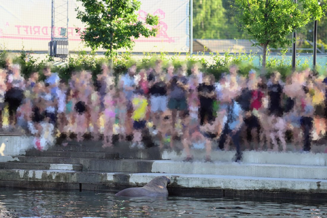 A photo shared by the Norwegian Directorate of Fisheries showing a large crowd of people dangerously close to Freya the walrus.