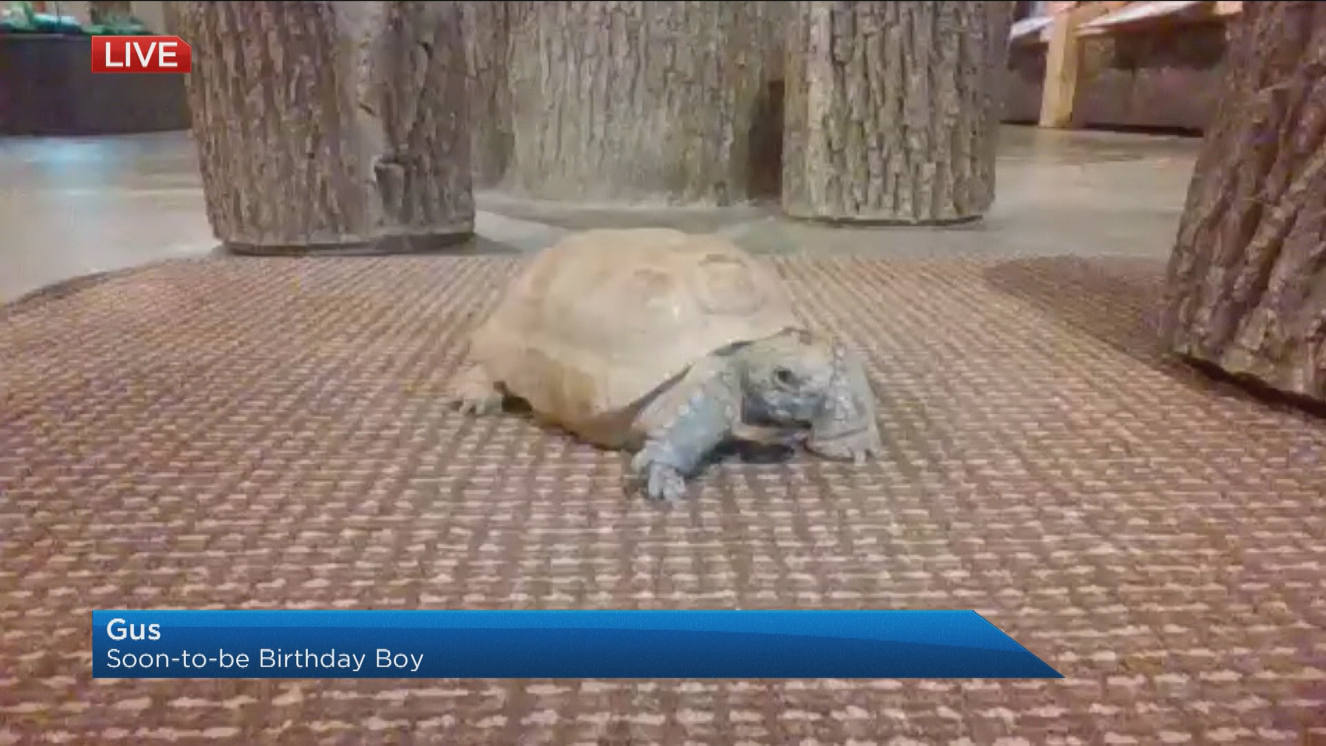 Tortoise Gus joined us live on the morning of his birthday weekend.