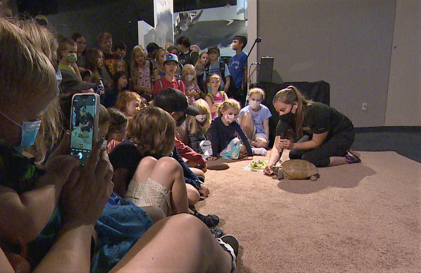 Dozens of children gathered around Gus to watch him eat his birthday lettuce.