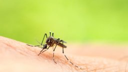 Mosquito season Canada