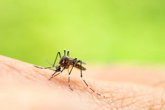 Mosquito season Canada