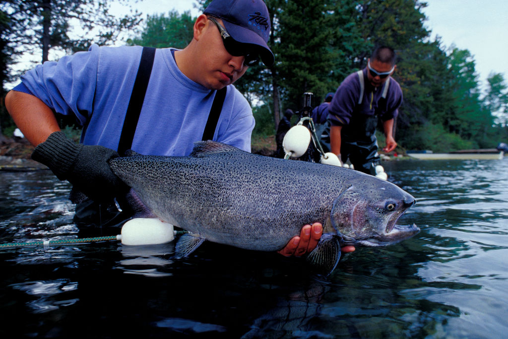 Chinook Salmon Stock Assessment, Chilko River, British Columbia. 