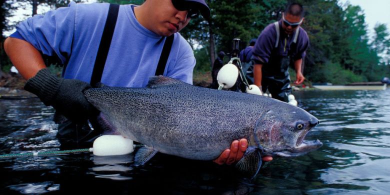 B.C. salmon, shellfish may soon become luxury of the rich, experts warn
