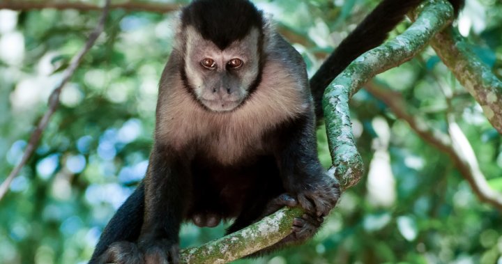 Monkeys in Brazil under attack amid rising monkeypox fear and outbreaks – National | Globalnews.ca