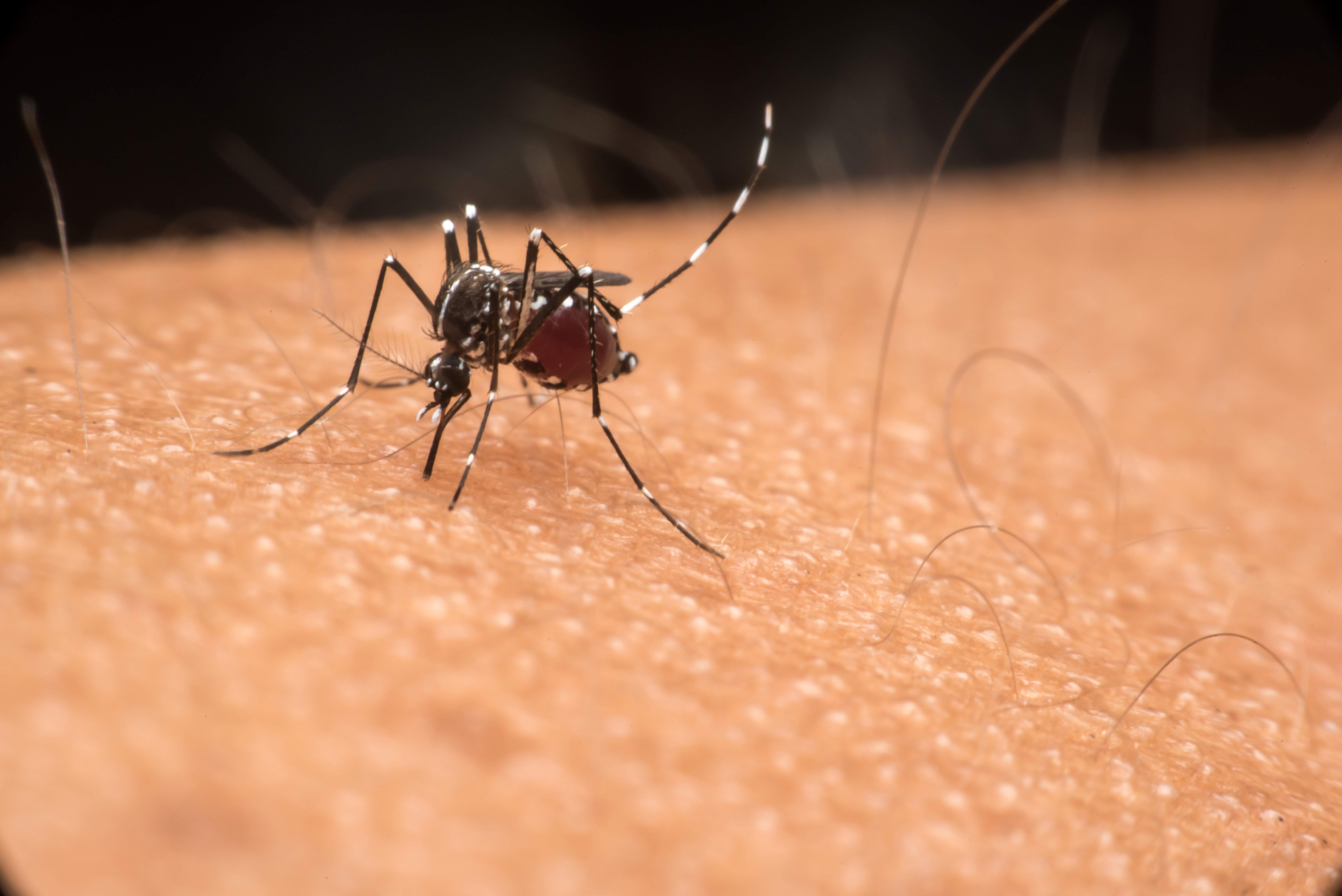 Edmonton mosquito number rising after rainy weekend — and more expected