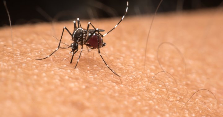 Saskatoon warns of water-filled suckers as mosquitoes rise – Saskatoon