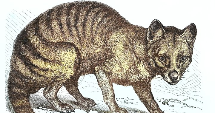 Tasmanian tiger wrongfully hunted to extinction - Scienceline