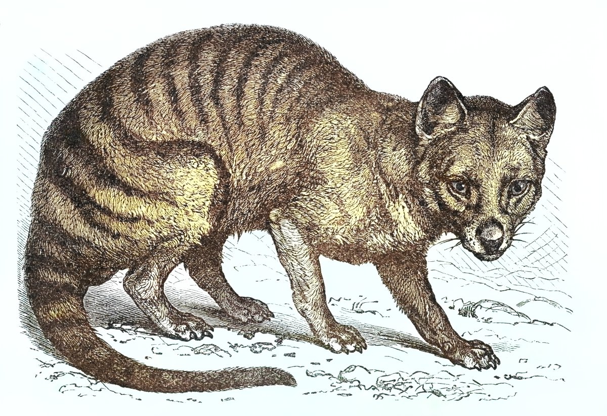 An antique illustration of the now-extinct Tasmanian tiger (also known as thylacine), digitally restored. The animal is hunched and striped with a long snout.