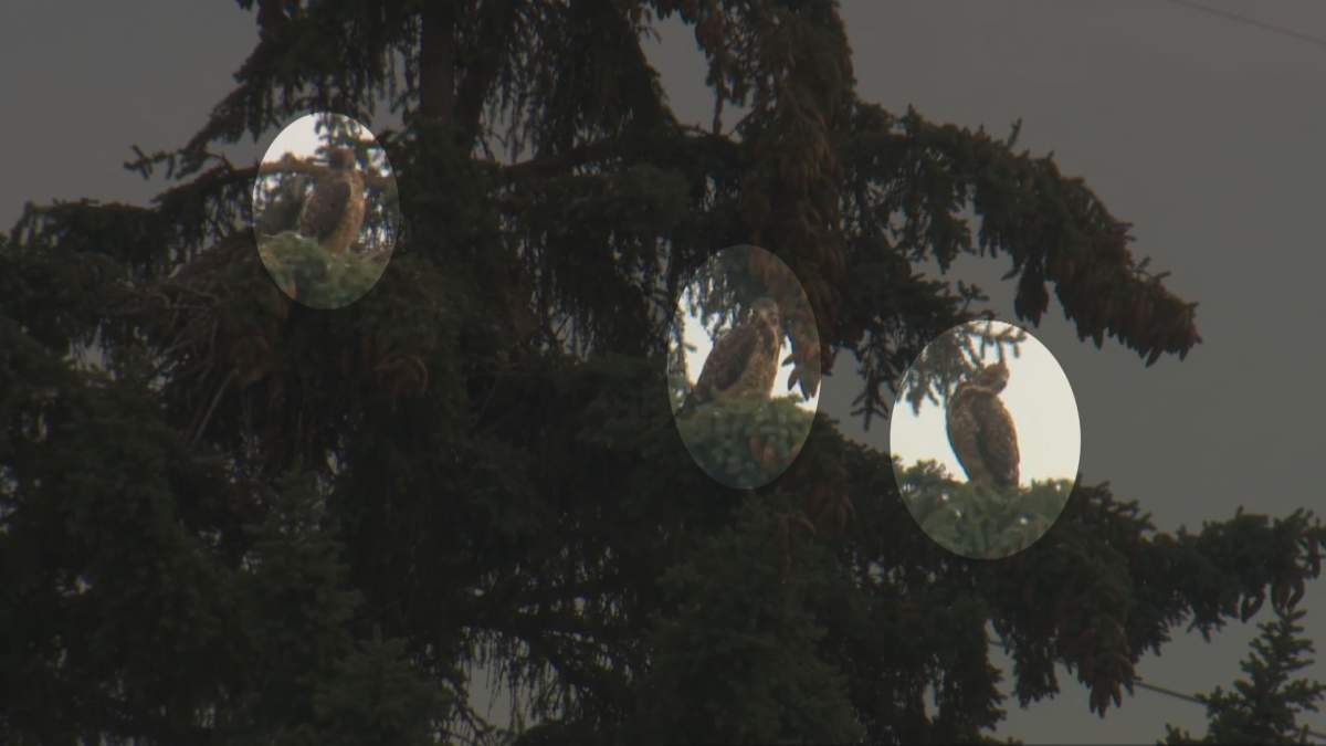3 hawks sitting outside a Calgary business