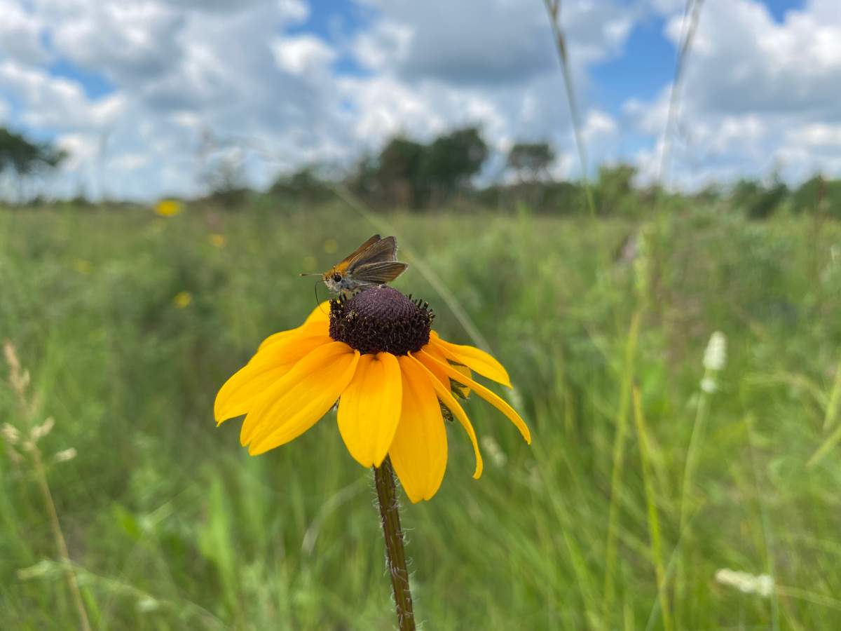 the reintroduction of Poweshiek skipperlings in Manitoba.