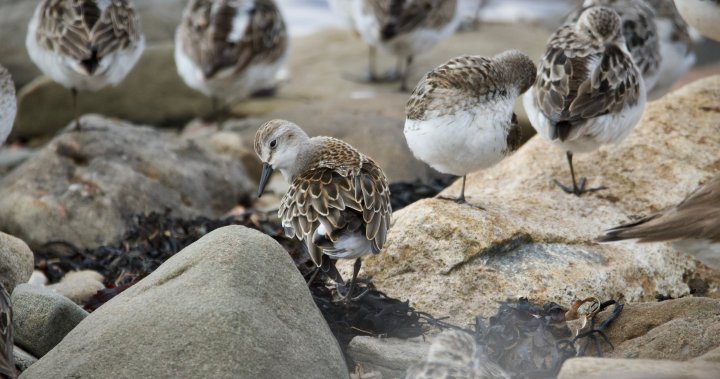 Highest number of shorebirds in years at Johnson’s Mills Shorebird Reserve