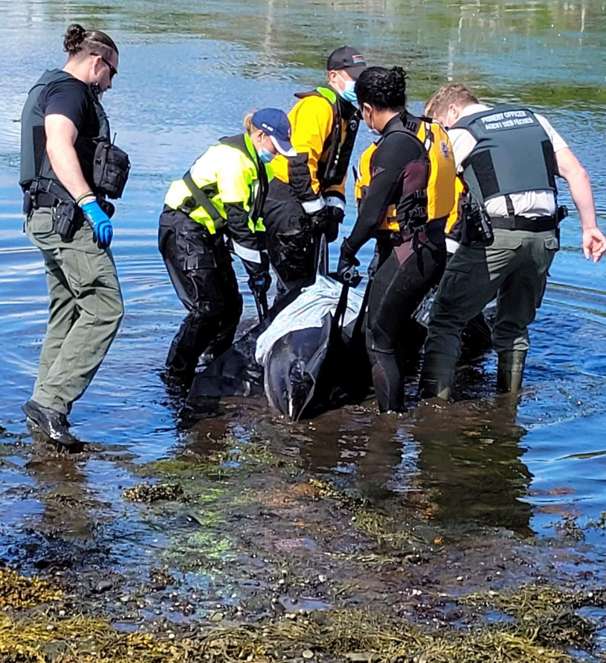 MARS Responders, volunteers, and the team from the Shelburne C&P Detachment moving a dolphin from the shallow water for relocation in a dolphin stretcher.