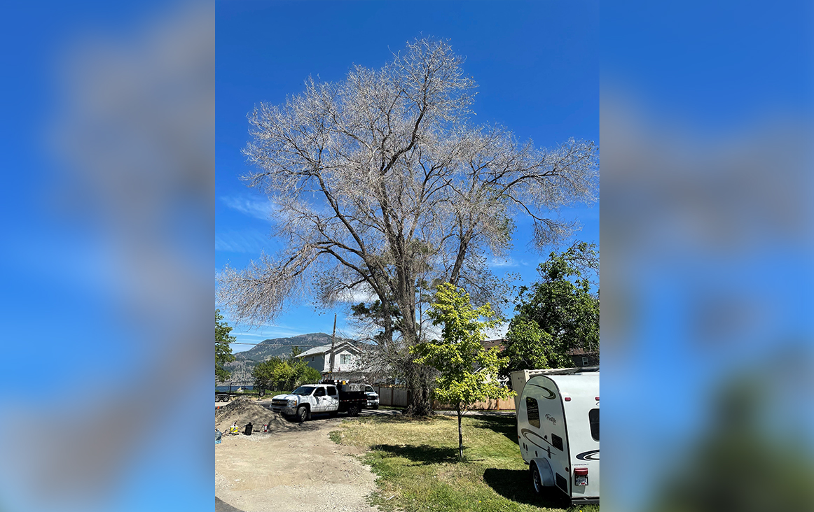 According to the city, a large elm near downtown Kelowna, seen here, and an Aspen tree in the Upper Mission were poisoned.