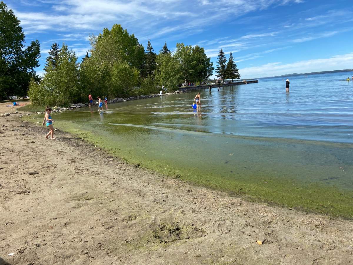 Blue-green algae at Sylvan Lake, Alta., Monday, Aug. 29, 2022.