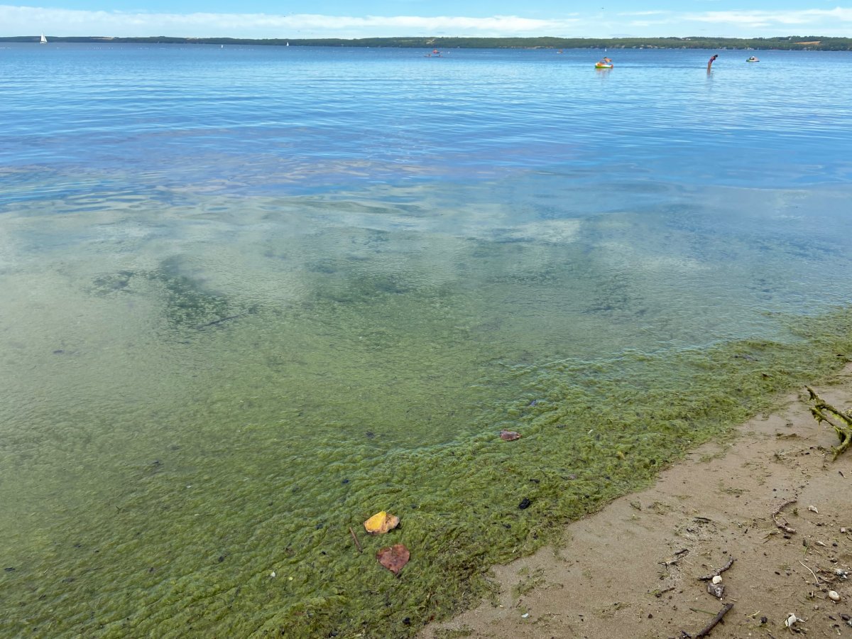 Blue-green algae at Sylvan Lake, Alta., Monday, Aug. 29, 2022.