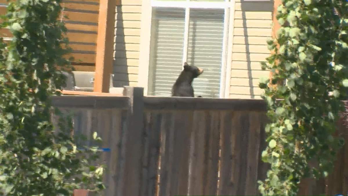 A bear is seen in an Airdrie neighbourhood on August 8, 2022. RCMP are warning residents to stay indoors until conservation officers are able to corral the animal.