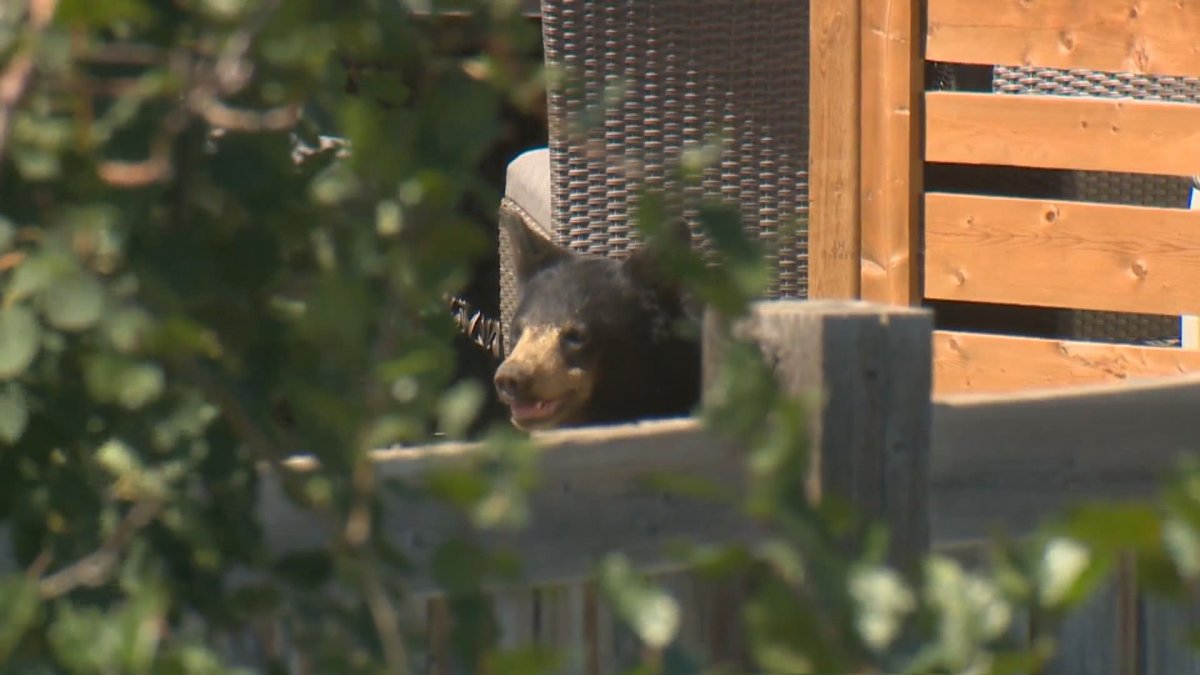 A bear is seen in an Airdrie neighbourhood on August 8, 2022. RCMP are warning residents to stay indoors until conservation officers are able to corral the animal.