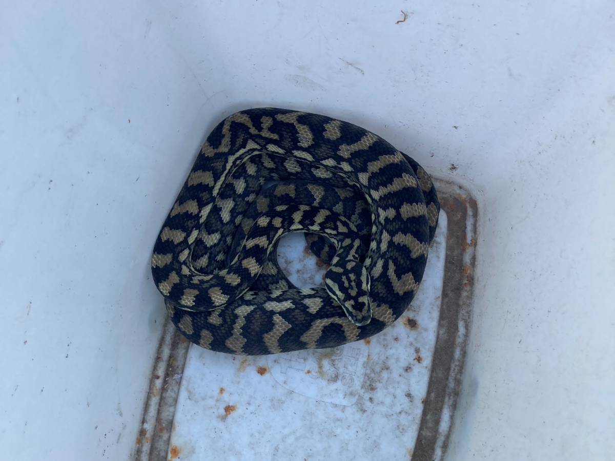 The rescued snake, in a plastic bin.