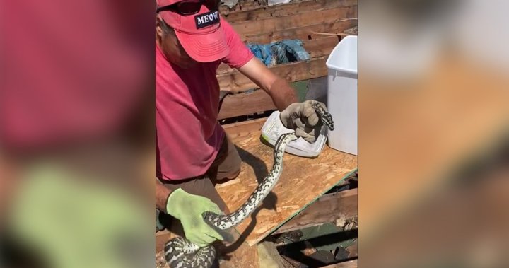 ‘Look at this! He’s a big boy!’: B.C. man rescues 6-foot snake from roof of shed