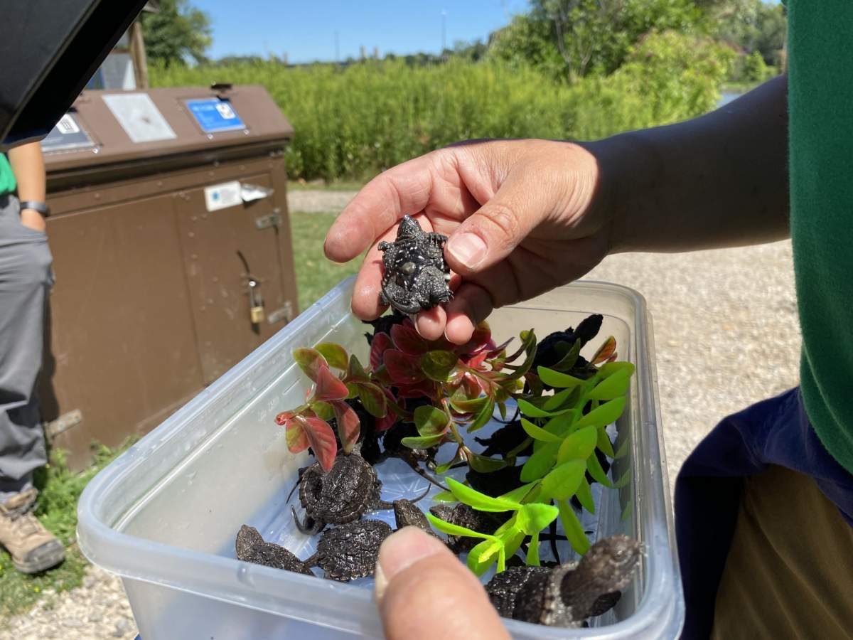 A person holds up a baby snapping turtle, showing off its belly to the camera.