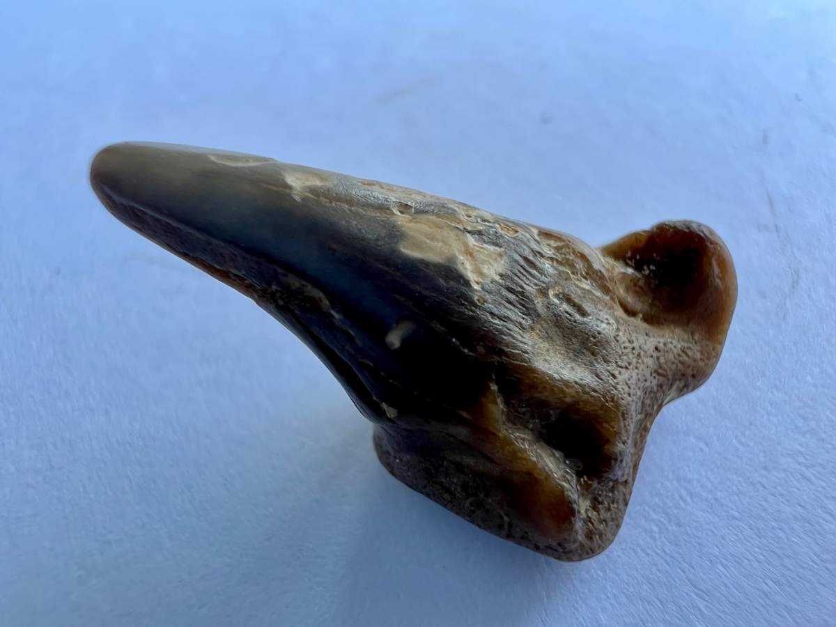The tooth of an extinct Scapanorhynchus shark found by Max Maurizio near his home in Red Deer County, Alta.