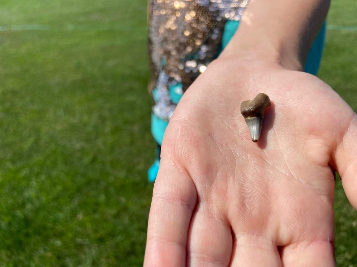 Max Maurizio holding the tooth of an extinct Scapanorhynchus shark at his home in Red Deer County on Friday, Aug. 12, 2022.