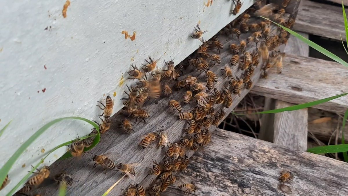 Topsy Farms, a beekeeping farm on Amherst Island, launches an adoption program to raise funds for the farm's operating costs.