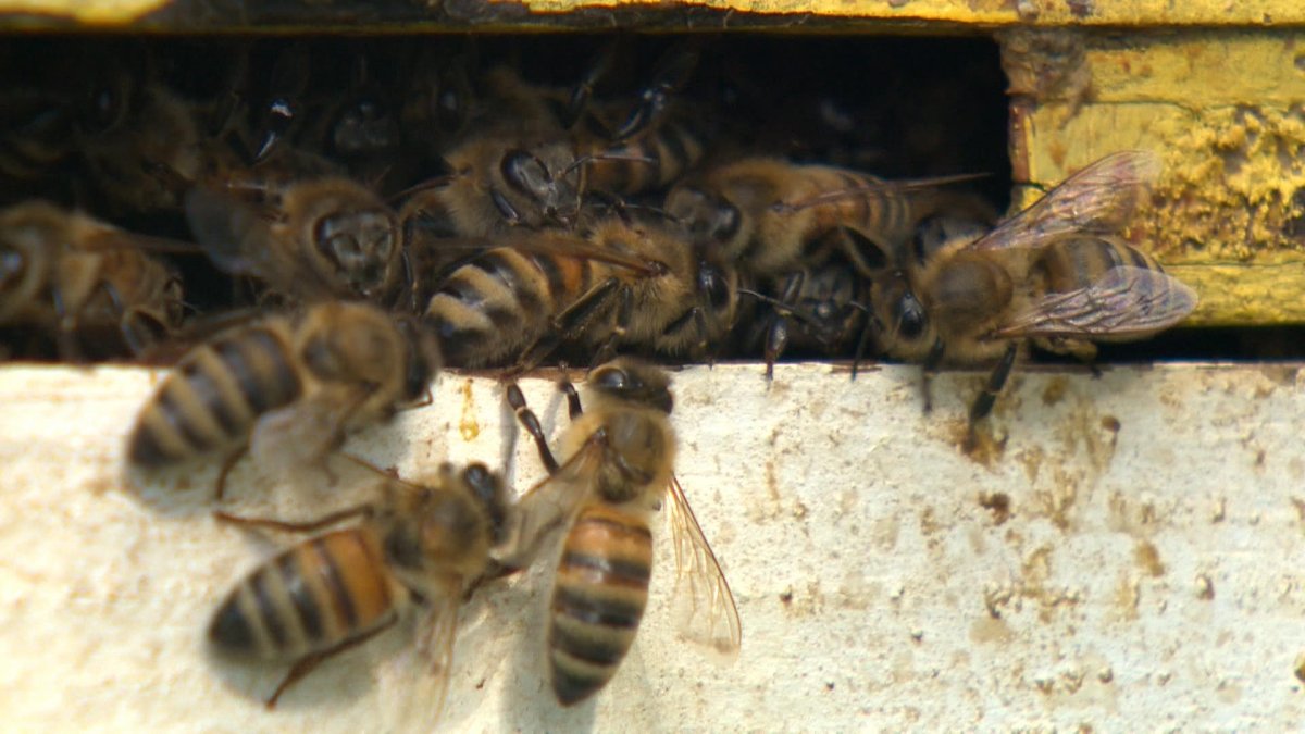 University of Saskatchewan beekeeper. June, 24th, 2022. 