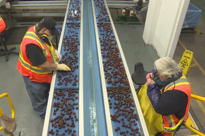 ‘Who is benefitting?’ Okanagan farmers protest BC Tree Fruits decision to move south