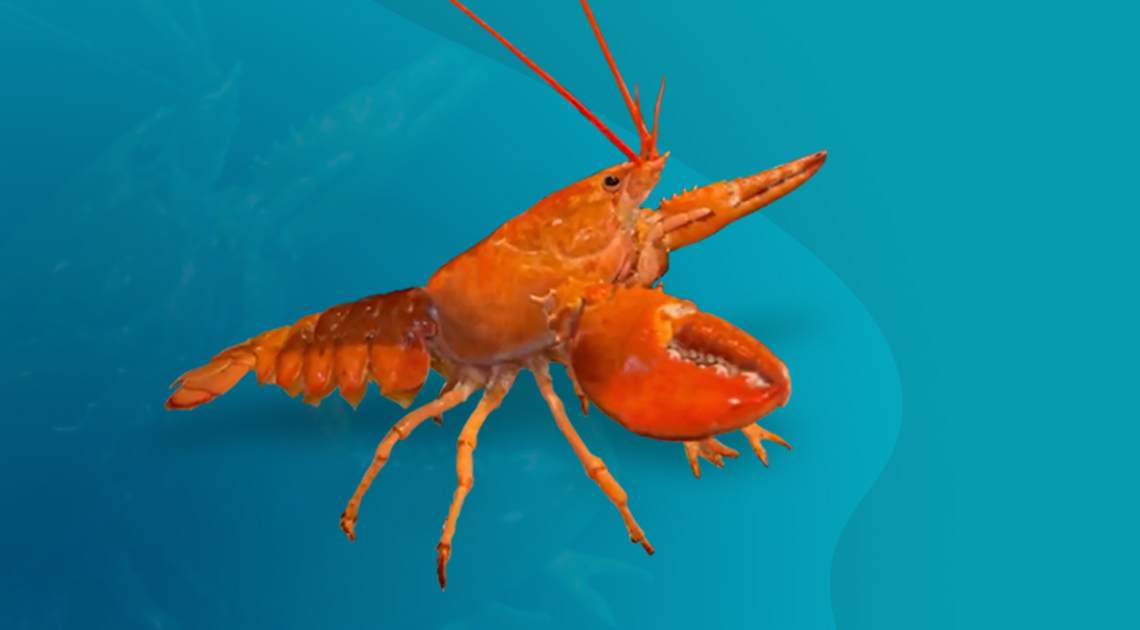 Biscuit shows off his vibrant hue in this photo provided by Ripley’s.