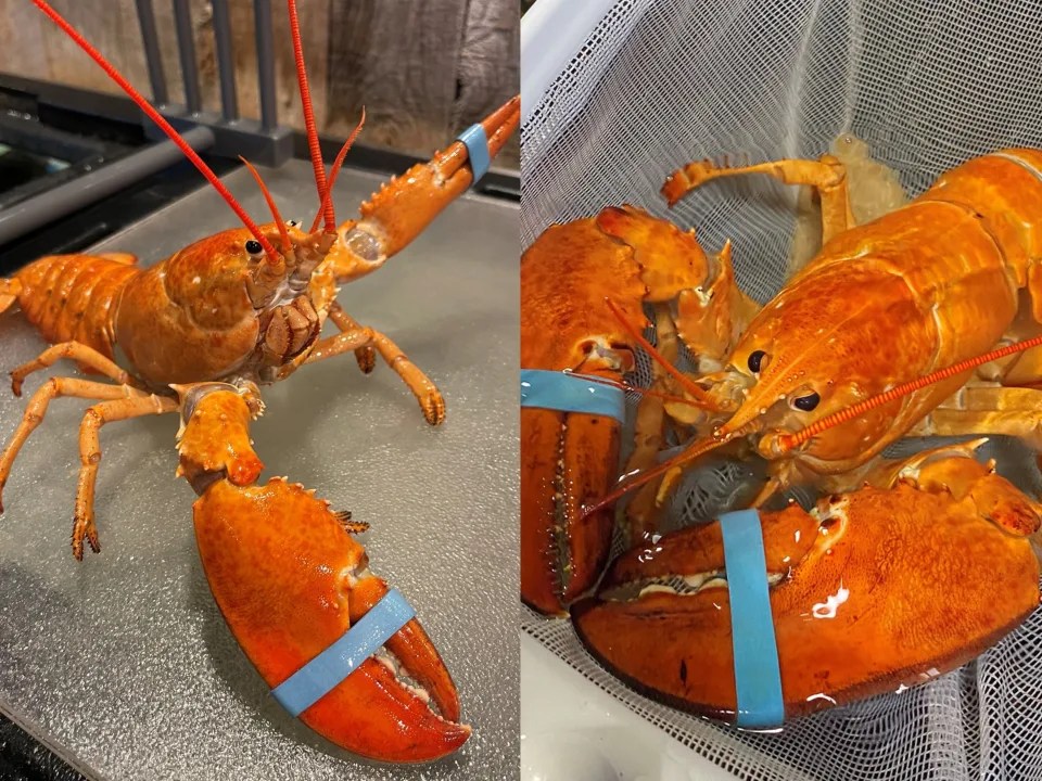 Red Lobster shared photos of Biscuit (L) and Cheddar (R), two rare orange lobsters.