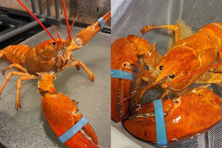 Cheddar and Biscuit: 2nd ultra-rare orange lobster rescued by Red Lobster