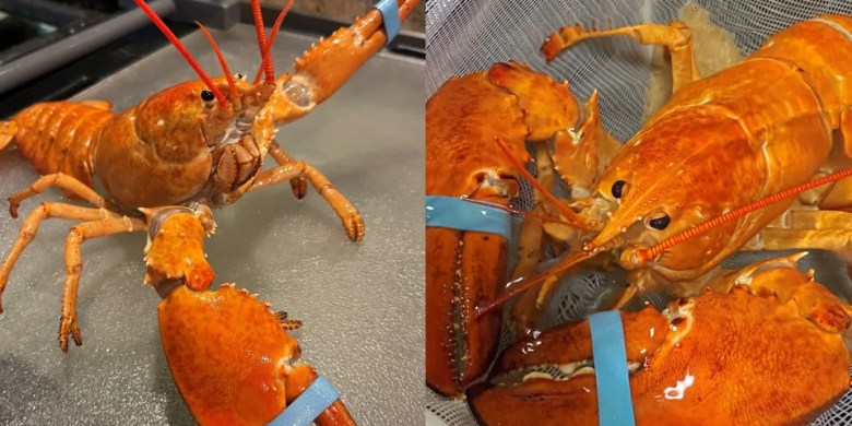 Cheddar and Biscuit: 2nd ultra-rare orange lobster rescued by Red Lobster