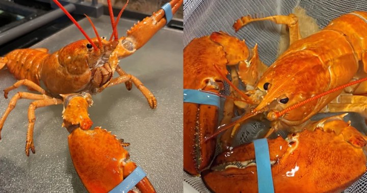 Cheddar and Biscuit: 2nd extremely-unusual orange lobster rescued by Crimson Lobster – National