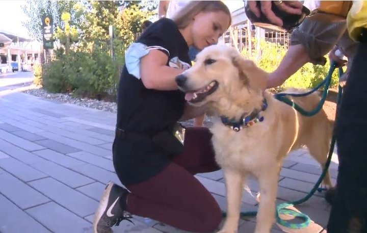 11 golden retrievers rescued from Turkey arrive in Vancouver before import ban