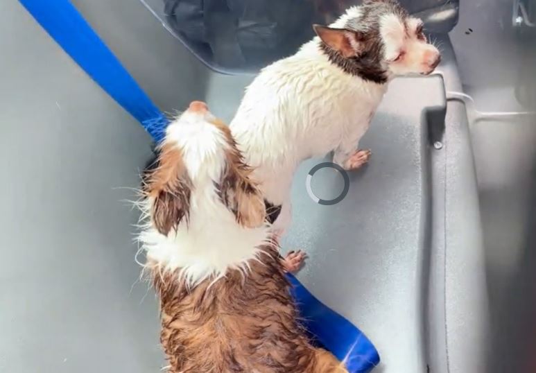 Two dogs rescued from the house fire.