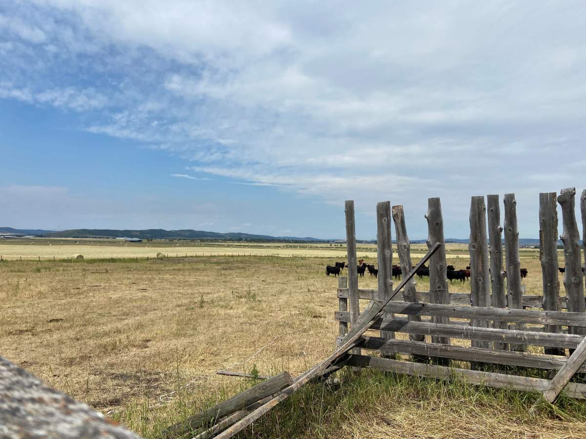 Ken Harris’ cattle near Black Diamond.