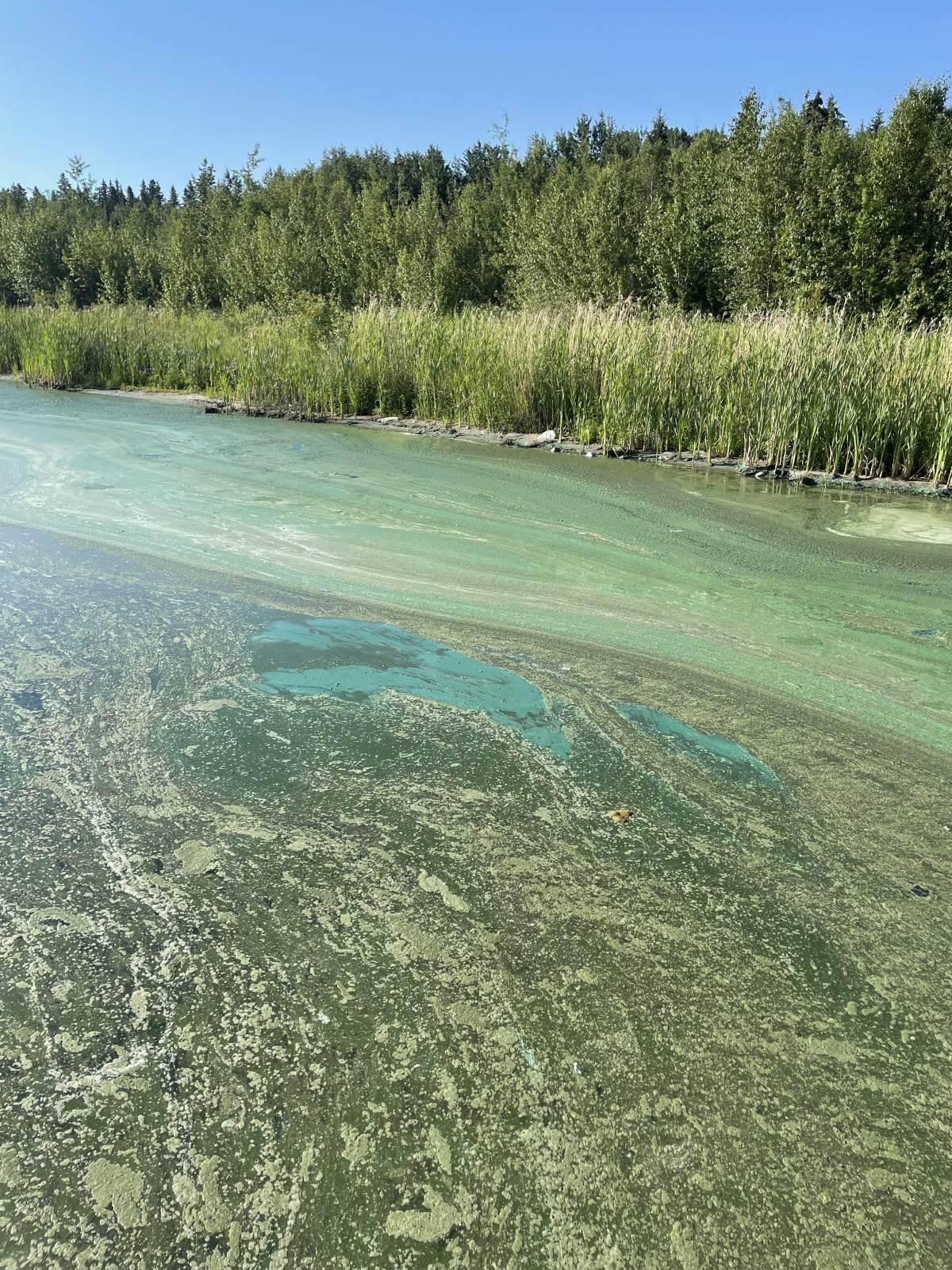 Blue-green algae at Garner Lake, Alta., July 16, 2022.