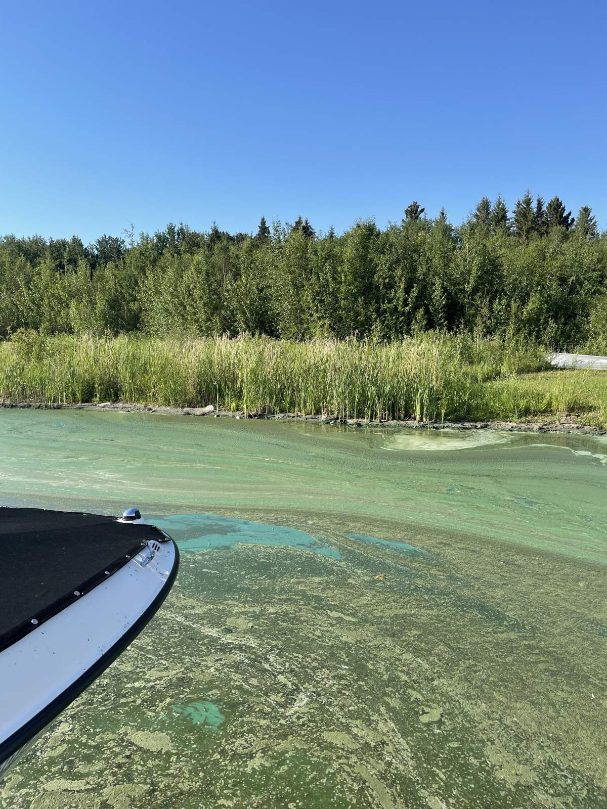 Blue-green algae at Garner Lake, Alta., July 16, 2022.