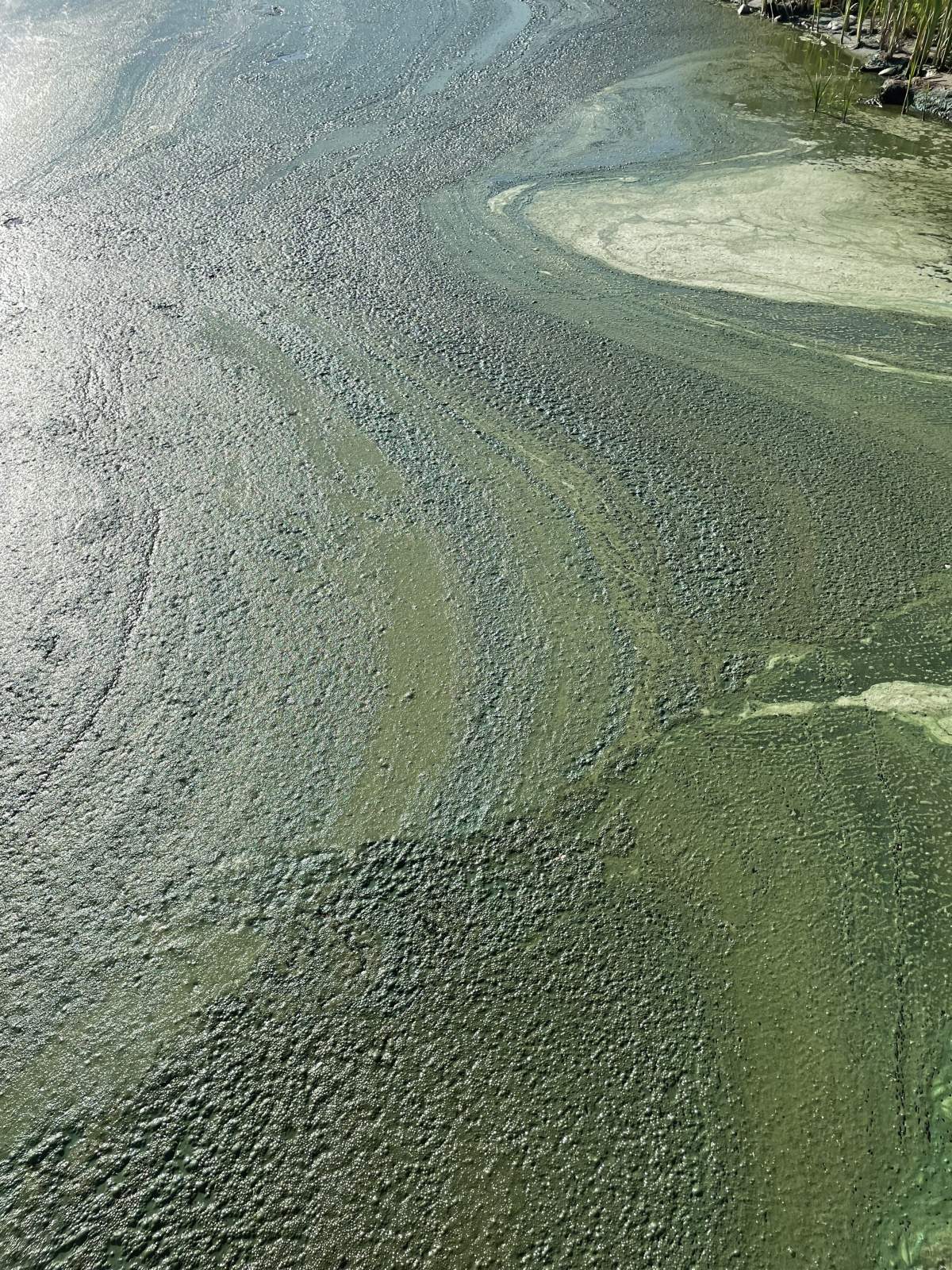 Blue-green algae at Garner Lake, Alta., July 16, 2022.