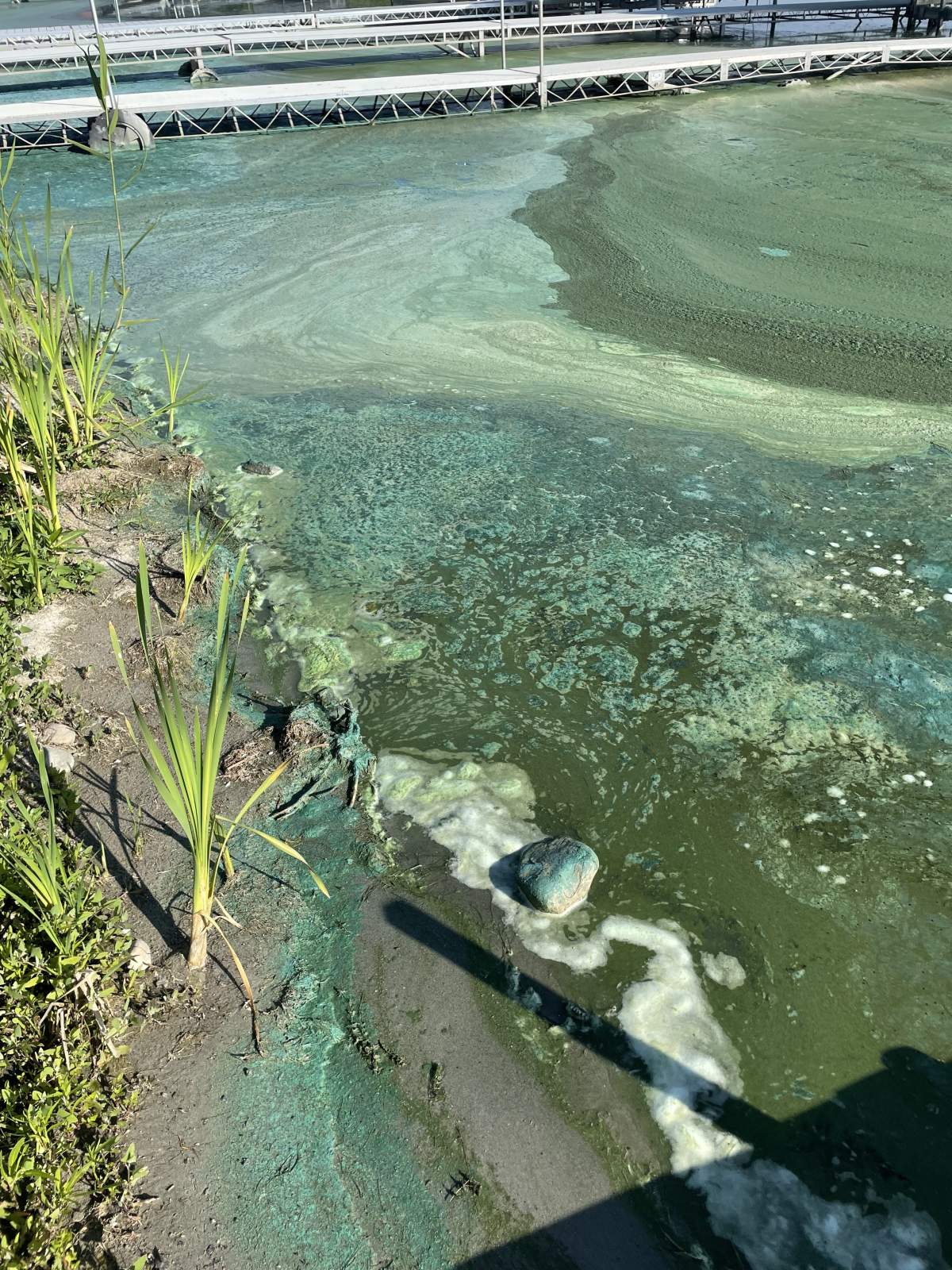 Blue-green algae at Garner Lake, Alta., July 16, 2022.