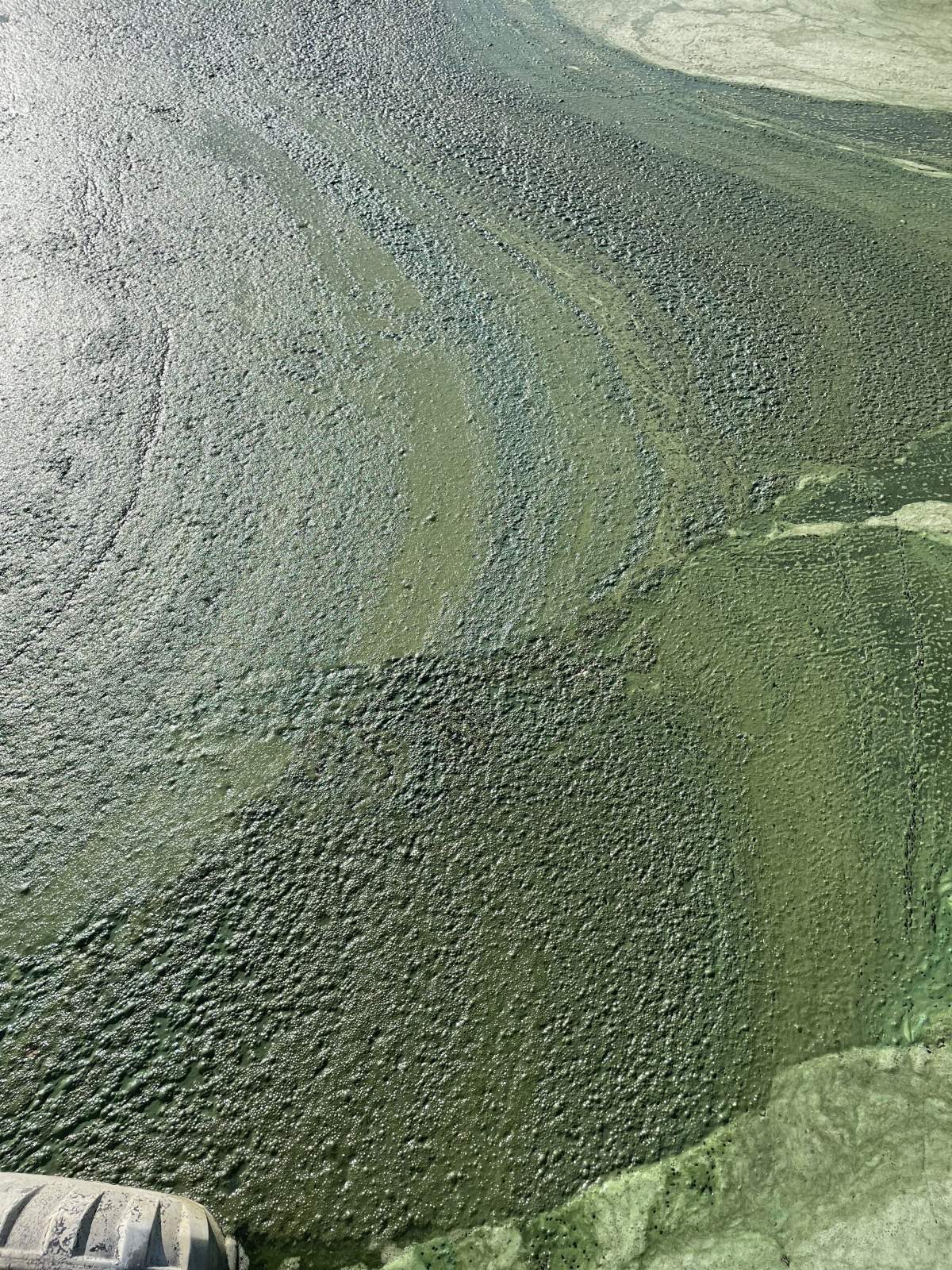 Blue-green algae at Garner Lake, Alta., July 16, 2022.
