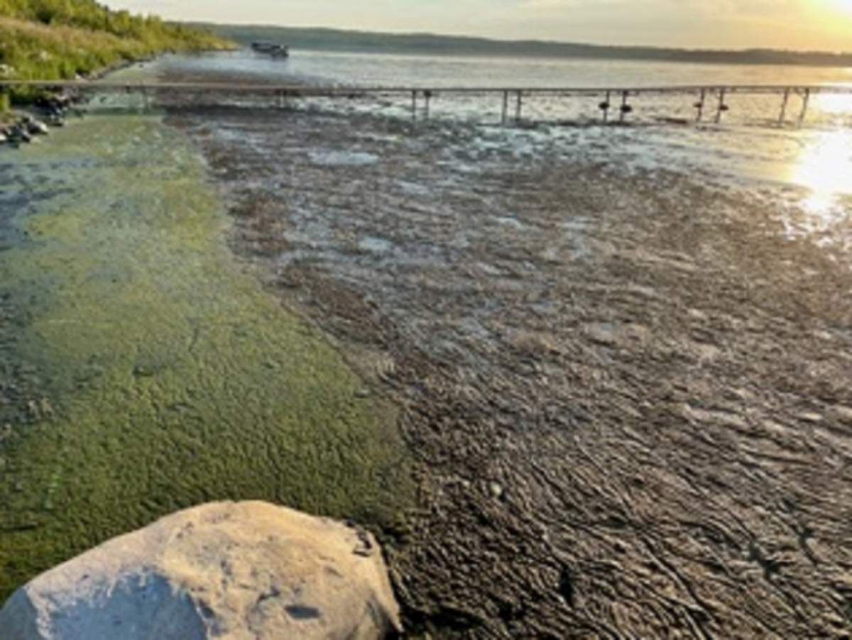 Blue-green algae at Garner Lake, Alta., Aug. 26, 2022.