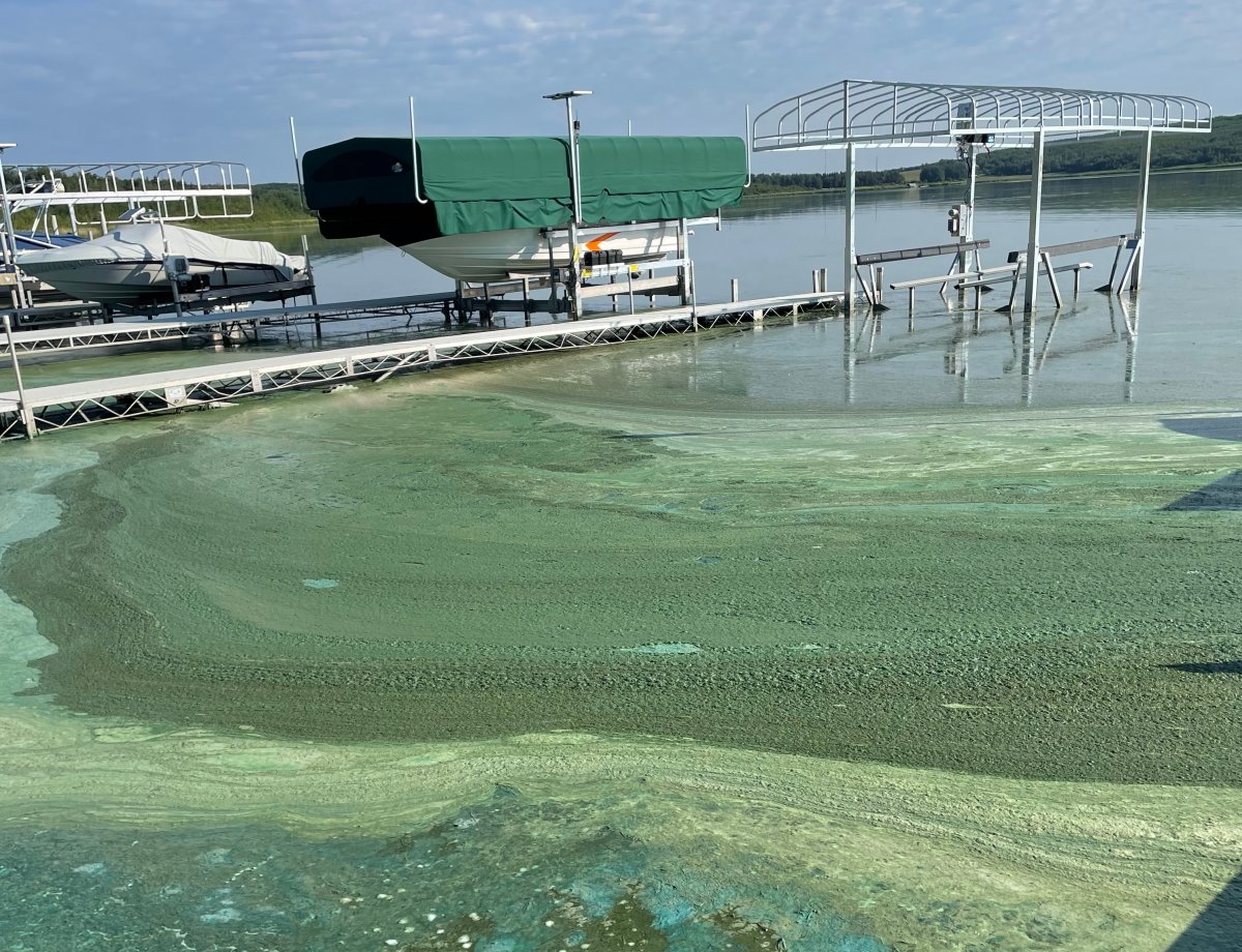 Blue-green algae at Garner Lake, Alta., July 16, 2022.