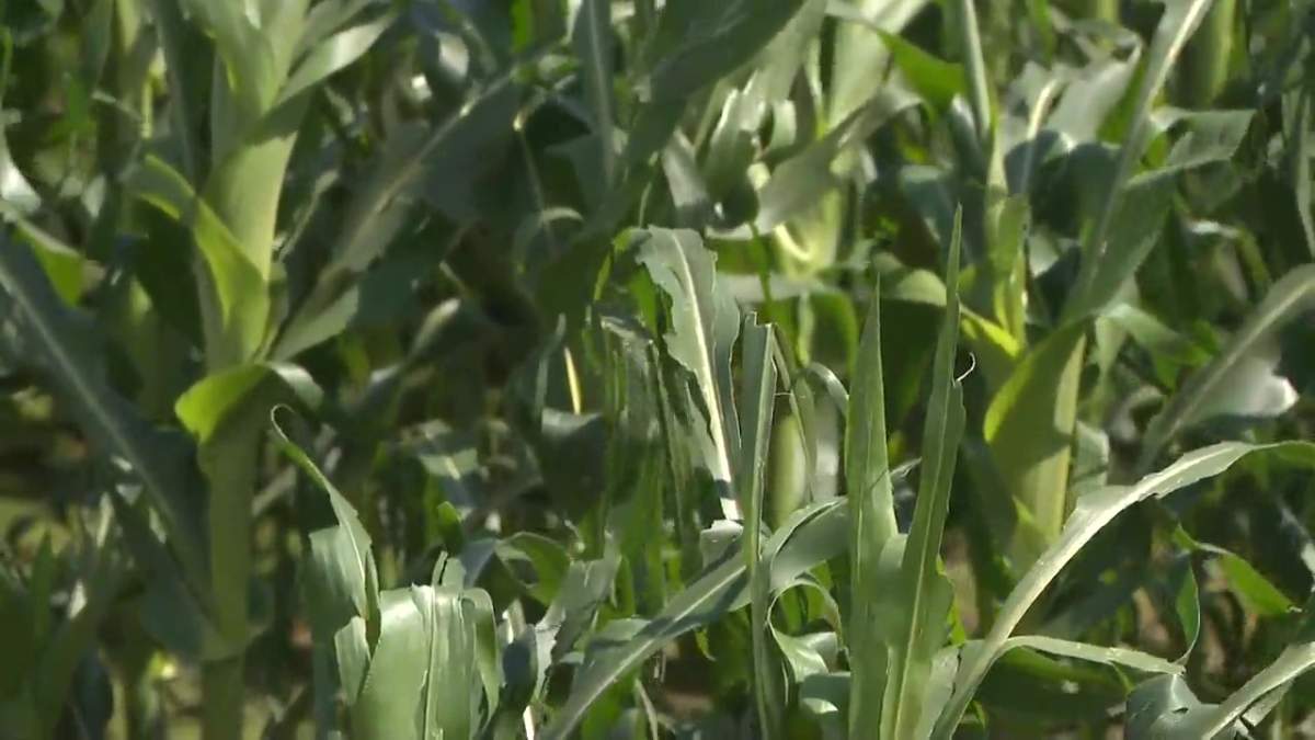 Farmer Jim Terpsma estimates he lost half of his crop in a severe hail storm Aug. 1, 2022.