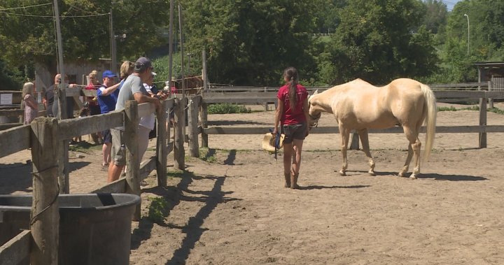 A Horse Tale Rescue fundraises to feed the herd as price of hay skyrockets